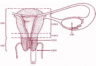 Illustration of the female reproductive organs and the ICD-O-3 sites