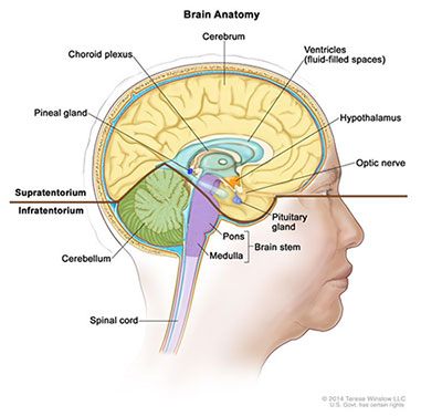 Drawing of the inside of the brain showing the supratentorium (the upper part of the brain) and the infratentorium (the lower back part of the brain). The supratentorium includes the cerebrum, ventricles (fluid-filled spaces), choroid plexus, hypothalamus, pineal gland, pituitary gland, and optic nerve. The infratentorium includes the cerebellum and brain stem (pons and medulla). The spinal cord is also shown.