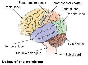 Illustration of the lobes of the cerebrum showing the frontal lobe, somatomotor cortex, somatosensory cortex, parietal lobe, occipital lobe, temporal lobe, medulla oblongata, cerebellum, and spinal cord