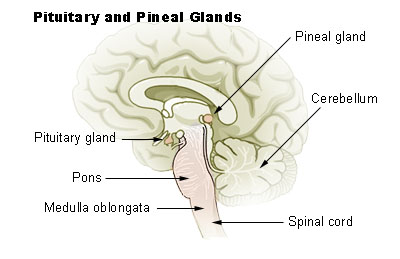 Illustration of the pituitary and pineal glands showing the pineal gland, cerebellum, spinal cord, pituitary gland, pons, and medulla oblongata