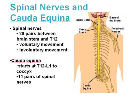 Illustration of the nerves and cauda equina showing the spinal nerves (20 pairs between brain stem and T12, voluntary movement, and involuntary movement) and cauda equina (starts at T12-L1 to coccyx and 11 pairs of spinal nerves)