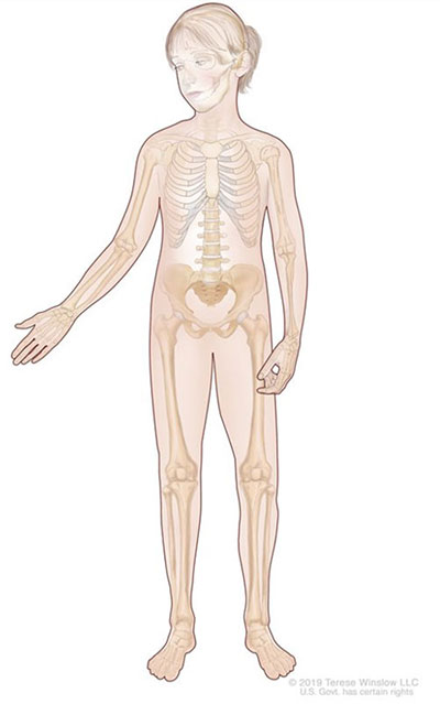 Drawing of a skeleton of a young girl. The human skeleton. The skeleton is the framework of bones and cartilage that supports and protects the soft tissues and the internal organs of the body.