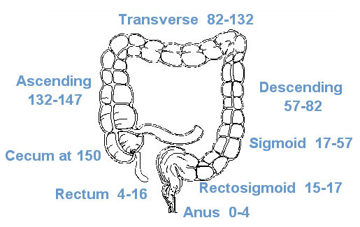 Sections Of The Colon