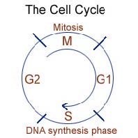 cell division cycle