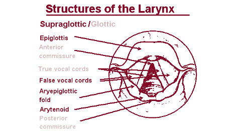 Illustration of the structures of the larynx.