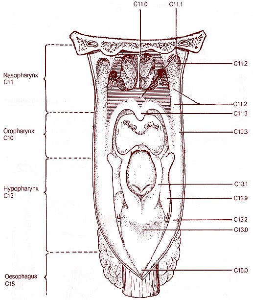 Illustration of the pharynx.
