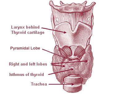 Illustration of the thyroid gland.