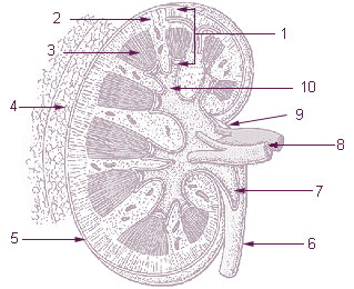 simple kidney diagram