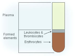 centrifuged blood diagram