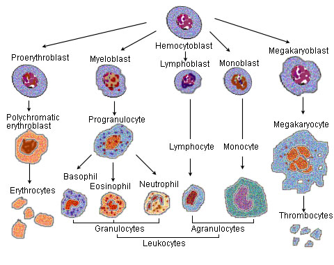 lymphocyte cell diagram