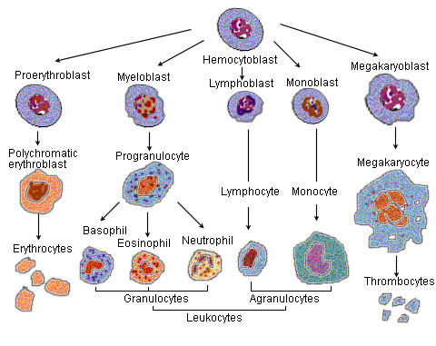 Blood Cell Development Chart