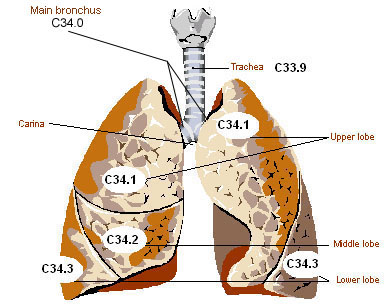 Illustration of the anatomy of the lung.