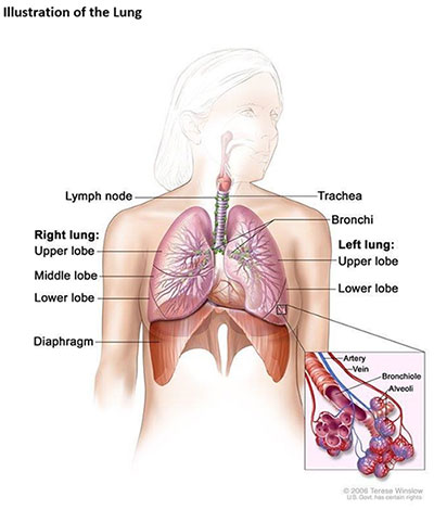 Illustration of the lung.