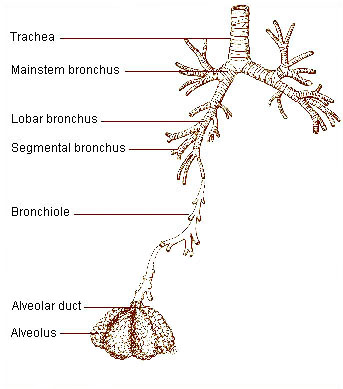 Illustration of the respiratory tract.