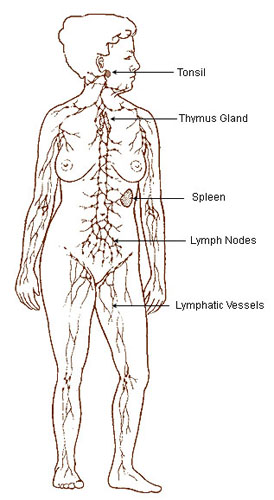 Lymphatic System Seer Training 