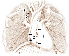 Numbered illustration of the parietal lymph nodes of the thorax