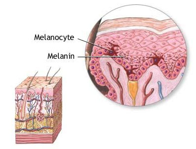 Illustration of the layers of the skin