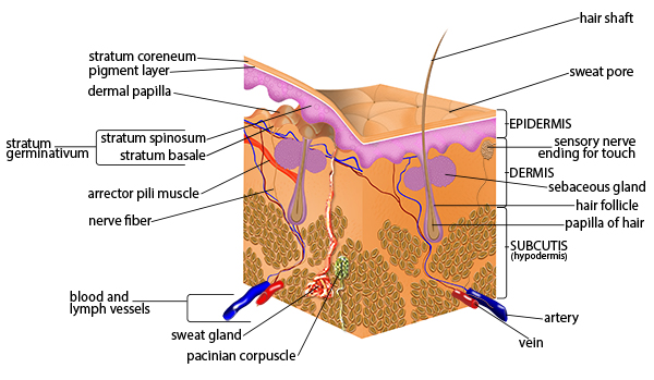 human body skin layers