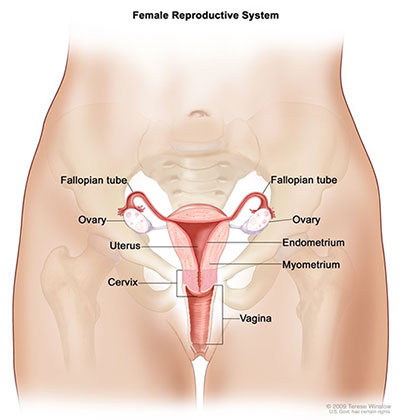 Draw a diagram of human female reproductive system and label the parts