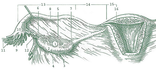 SEER Training:Anatomy of the Ovaries