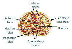 prostate gland lobes