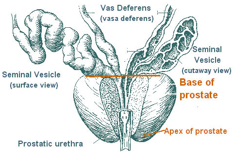 prostate anatomy lobes