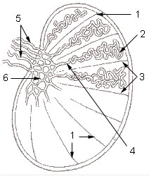 Schematic illustration of a testicle