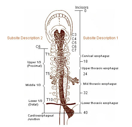 Illustration of the esophagus.