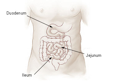 ileocecal valve diagram