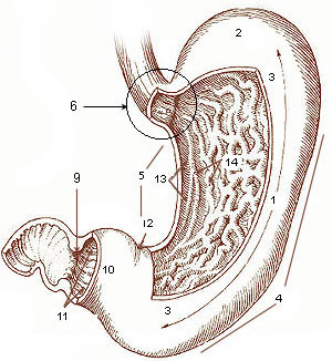 normal abdominal of cardia