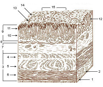 abdominal tissue layers